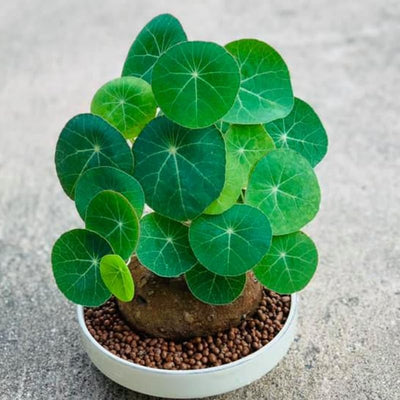 Stephania Cephalantha Live Plant, Rare Caudex Succulent, 2-2.5" Wide Caudex, Cold Hardy Houseplant for Indoor Decor