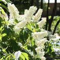 Hydrangea Plant Live for Planting, 7-12" Tall, Hydrangea Tree Live Plant in Pot, Hydrangea Flowers (White Hydrangea)