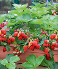 Ozark Strawberry Plants Live for Planting Outdoors, Fragrant 10 Bareroots, Large Sweet Fruit, Well Rooted, Bare Root Strawberry Plants, Everbearing Strawberry Plants