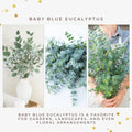 Baby Blue Eucalyptus Live Plant, 2.5" Pot, Well Rooted Starter Plant, Eucalyptus Plant for Indoor or Outdoor Growing