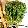 Variegated String of Pearls Plant Live, Trailing Succulent Vine Plant Live, 4 Inches Pot