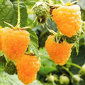 Raspberry Plant Live for Planting, Raspberry Bush Live Plant, Size 6 to 12 Inch Tall, Sweet Raspberries Fruit (Yellow Raspberry)