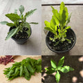 Epazote Plant Live, Epazote Herbs Ready to Grow, 4" Pot, 4-8 Inch Tall