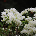White Bougainvillea Plant Live, Bougainvillea Flowering Plant Perennial, Rooted Bougainvilleas Trees Starter 6-8 Inches