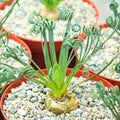 Frizzle Sizzle Albuca Spiralis Plant Live in 3 Inch Pot, Ornamental Albuca Spiralis Succulent Live Plant, Curly Grass Houseplant