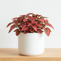 Polka Dot Live Plant, Polka Dot Plant, Small Indoor Plants, 2.5 Inches Pot for Indoor or Outdoor Houseplant (Red)