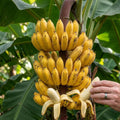 Dwarf Cavendish Banana Live Plant, Sweet Yellow Fruit Tree, 12 Inch Tall