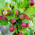 Gooseberry Plant Live, Gooseberry Bush Live Plant for Planting Your Garden, Gooseberry Shrub Starter Plant 5-9 Inch Height