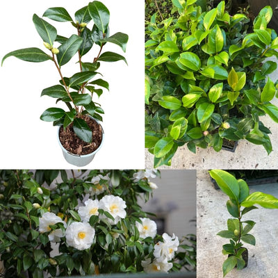 Camellia Plant Live, Camellia Japonica Plant, 10-12" Tall, 4" Pot, Hardy Flowering Shrub for Outdoor Landscaping (White Camellia)