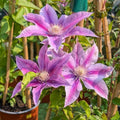 Pink Clematis Live Plant in 2.5" Pot, Flowering Climbing Clematis Vine Starter for Outdoor Garden and Trellis, Well Rooted