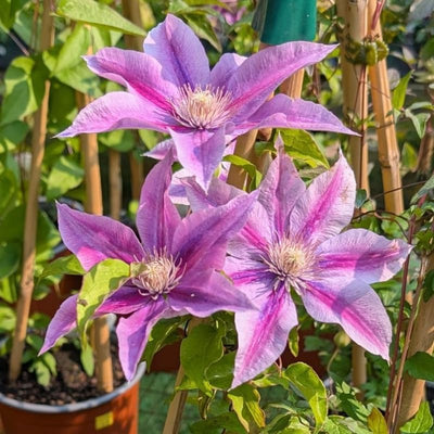 Pink Clematis Live Plant in 2.5" Pot, Flowering Climbing Clematis Vine Starter for Outdoor Garden and Trellis, Well Rooted
