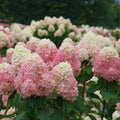 Live Hydrangea Paniculata Plant, Flower Hydrangea Starter Plant in 2.5 Inches Pot, Appx 6 to 8 Inches Tall