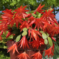 Random Easter Cactus Plant Live, Spring Easter Cactus Plant, 4-6 Inc Tall, Potted in 2 Inc Pot, Vibrant Bloom Houseplant for Hanging Basket, Pot and Shelves