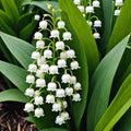 Set 5 Lily of The Valley Bare Roots, Fragrant Spring Flowers for Garden, Patio, and Containers