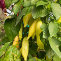 Hungarian Hot Yellow Wax Pepper Plant Live in 2.5 Inch Pot for Planting Outdoor