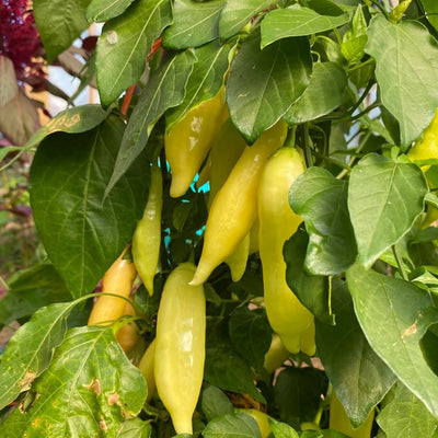Hungarian Hot Yellow Wax Pepper Plant Live in 2.5 Inch Pot for Planting Outdoor