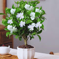 2 Cape Jasmine Plants Live, Gardenia Plant Live, Frostproof Gardenia Live Plant, Live Jasmine Plant Indoor, 4 to 6 Inc Tall