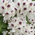 1-2 Ft White Rhododendron Plants Live, Azalea Rhododendron Bush Shrubs in 1 Gallon Pot for Planting, Azalea Bush Ready Plant, Live Rhododendron Plant Azalea, Dark Purple and Bright White Flower