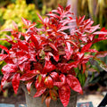 3 Dwarf Nandina Shrub for Planting, Nandina Live Plants in 2.5 Inches Pots, Nandina Bush, Nandina Plants Live