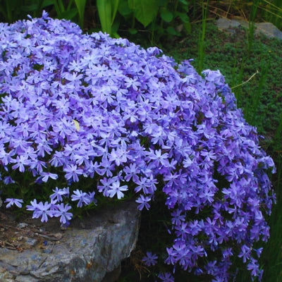 Blue Phlox Live Plant, Creeping Phlox Perennial, Blue-Purple Lavender Creeping Phlox, 1 to 3 Inc Starter Plant and Well Rooted