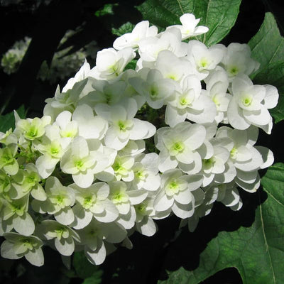 Hydrangea Plant Live for Planting, 7-12" Tall, Hydrangea Tree Live Plant in Pot, Hydrangea Flowers (White Hydrangea)