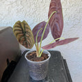 Rare Alocasia Plant, Red Alocasia Live Plant in 4 Inches Pot for Houseplant