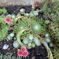 1 Hens and Chicks Succulent Plants Live Outdoor Indoor 2.5 Inch Container, Ornamental Hens & Chicks Plant Live Houseplant