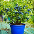 Cold Hardy Blueberry Plant Live for Planting, Blueberry Bushes for Planting, 4"-7" Cold Hardy Blueberries Southern Highbush