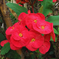 Red Crown of Thorns Plants Live, Crown of Thorns Live Plant, Euphorbia Milii Plants, 4 Inc Potted