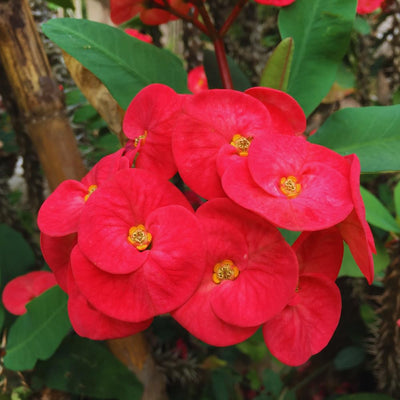 Red Crown of Thorns Plants Live, Crown of Thorns Live Plant, Euphorbia Milii Plants, 4 Inc Potted