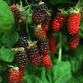 Chester Thornless BlackBerry Live Plant, 5-8" Tall, Hardy BlackBerry Bush, Sweet BlackBerry Fruit Plants Live for Planting in Garden, No Pot