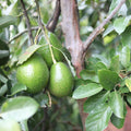 Dwarf Avocado Tree Live Plant, Outdoor Garden Tree, 6-12 Inch Tall