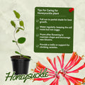 Honeysuckle Plant Live for Planting, Lonicera Honeysuckle Vine, Very Hardy, in 2.5 Inc Pot, Fragrant Red Bloom