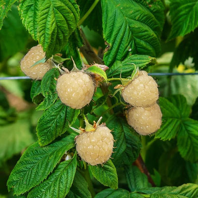 Snow BlackBerry Plant Live for Planting 5 to 9 Inch Tall, Thornless BlackBerry Bush Live Plant to Grow