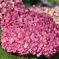 Well-Rooted Hydrangea Live Plant in 2.5 Inch Pot, Hydrangea Tree Shrub Bush Perennial Outdoor Planting (Deep Pink)