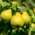 Pear Tree Plant Live, Sweet Crisp Fruit Tree, 1.5-2.5 Ft Tall