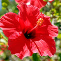 3 Hardy Hibiscus Plants Live, Hibiscus Flowers Plant, 4 to 7 Inc Tall Seedling, Hibiscus Live Plant, Easy to Plant, Well Rooted, Red