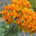 2 Random Mix Milkweed Plants Live Butterfly Asclepias Tuberosa, Wildflowers Perennial Bush, Swamp Common Plant, 5-9" in Tall, No Pot