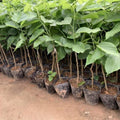 02 Mulberry Trees Live Plants, Spring Planting 4-8 Inch Tall, High-yiedling and Fast-Growing Trees, Outdoor Growing