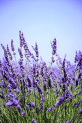 French Lavender Plants Live Herb Plug Size, Well Rooted, from 2 to 6 Inc Tall Starter Plant, Summer Planting