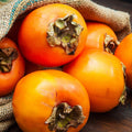 4-Pack Persimmon Trees Live, 1-2 Feet Tall Bare Roots, Cold Hardy Fruit Tree Seedlings for Garden and Orchard Planting, Dormant Plants