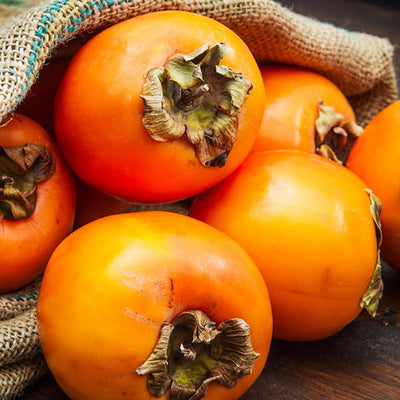 4-Pack Persimmon Trees Live, 1-2 Feet Tall Bare Roots, Cold Hardy Fruit Tree Seedlings for Garden and Orchard Planting, Dormant Plants