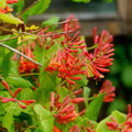 Major Wheeler Climbing Honeysuckle Plant Live, Fragrant Honeysuckle Plants Vine Bushes in 2.5 Inch Pot