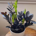 2 ZZ Plants, Black ZZ Trees Live Plants, Houseplant from 4 to 6 Inc Tall, Home Decor