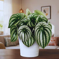 Peperomia Live Plant in 4'' Pot, Peperomia Watermelon Live Plant, 4-6 Inc Tall, Live Houseplant for Home and Office Decoration