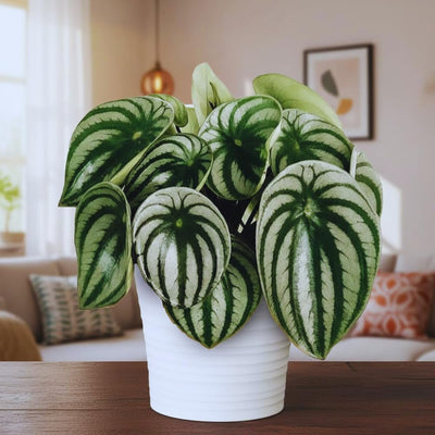 Peperomia Live Plant in 4'' Pot, Peperomia Watermelon Live Plant, 4-6 Inc Tall, Live Houseplant for Home and Office Decoration