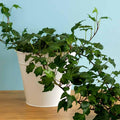 Green English Ivy Plant Live, Trailing Ivy Plant 4'' Pot, Climbing Houseplant for Growing Indoor Outdoor
