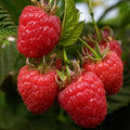 Raspberry Plant Live for Planting 6 to 12 Inch Height, Raspberry Bush Live Plant to Grow, Sweet Raspberries Seedling (Heritage Raspberry)