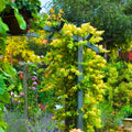 Yellow White Honeysuckle Bush Climbing, Honeysuckle Plant Live Vine, Fragrant Lonicera Perennial Bushes Shrubs Potted