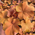 Cherry Heuchera Plant Shrubs Live Perennial, Coral Bells Plant Live 2.5 Inch Pot, Shade Heucherella Plant